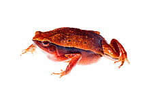 Rufous-sided Sticky frog (Kalophrynus pleaurostigma) female, Crocker Range, Borneo, Malaysia. meetyourneighbours.net project