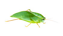 Grasshopper (Katydid, Tettigoniidae) Crocker Range, Borneo, Malaysia. meetyourneighbours.net project