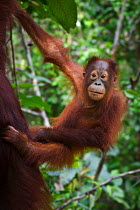 Infant Bornean Orang-Utan (Pongo pygmaeus) clinging to its mother. Camp Leakey, Tanjung Puting NP, Kalimantan, Borneo.