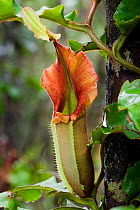 Large aerial pitcher of Pitcher Plant (Nepenthes veitchi). Montane mossy heath forest or 'kerangas', southern plateau, Maliau Basin, Sabah's 'Lost World', Borneo.