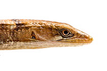 Southern Alligator Lizard (Elgaria multicarinata webbii) head profile. San Joaquin River Gorge, Auberry, California, May. meetyourneighbours.net project