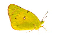Orange Sulphur Butterfly (Colias eurytheme) San Joaquin River Gorge, Auberry California, May. meetyourneighbours.net project