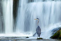 Grey heron (Ardea cinerea) beneath waterfall. Ambleside, Lake District, UK, November. Highly commended, 'Habitat' category, British Wildlife Photography Awards (BWPA) competition 2012. Did you know? I...