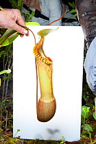 Splendid pitcher plant (Nepenthes edwardsiana) in field studio, Mount Kinabalu, Borneo, Malaysia, September. meetyourneighbours.net project.