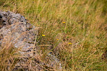 Meadow grasses and flowers over igneous rocks. Stanner Rocks National Nature Reserve, Powys, Wales, UK, September.