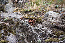 Rock Stonecrop (Sedum forsterianum) on igneous rock. Stanner Rocks National Nature Reserve, Powys, Wales, UK, September.