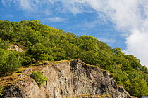 Trees and shrubs above igneous rock outcrop. Stanner Rocks National Nature Reserve, Powys, Wales, UK, September.