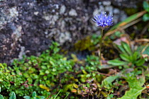 Sheeps Bit (Jasione montana) in flower on igneous rock. Stanner Rocks National Nature Reserve, Powys, Wales, UK, September.