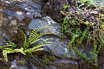 Maidenhair Spleenwort (Asplenium trichomanes). Stanner Rocks National Nature Reserve, Powys, Wales, UK, September.