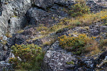 Plants including gorse growing on igenous rock outcrop. Stanner Rocks National Nature Reserve, Powys, Wales, UK, September.