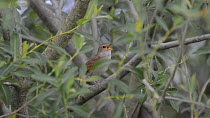 Nightingale (Luscina megarhynchos) singing in willow (Salix sp), Norfolk, England, UK, May.