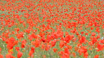 Field of flowering Common poppies (Papaver rhoeas) moving in the wind, focus moving from background to foreground, Northumberland, England, UK, June