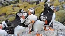 Group of Atlantic puffins (Fratercula arctica) displaying and vocalising, Farne Islands, Northumberland, England, UK, July