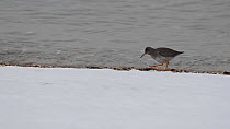Common redshank (Tringa totanus) searching for food along the shore, with snow in the foreground, South Swale Nature Reserve, Kent, England, UK, February