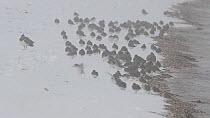 Mixed flock of Dunlin (Calidris alpina) and Lapwing (Vanellus vanellus) resting on shore in snow, South Swale RSPB reserve, Kent, England, UK, February