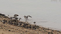 Mixed flock of Dunlin (Calidris alpina), Grey plover (Pluvialis squatarola), Bar tailed godwit (Limosa lapponica) and Oystercatcher (Haematopus ostralegus) resting, bathing and feeding on shore, South...