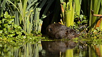 Water vole (Arvicola amphibius) swimming and foraging, Kent, England, UK, July