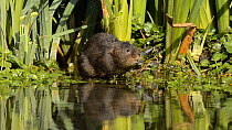 Water vole (Arvicola amphibius) foraging along stream edge and eating, Kent, England, UK, July