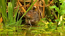 Water vole (Arvicola amphibius) looking around and eating, Kent, England, UK, July