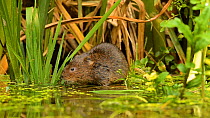 Water vole (Arvicola amphibius) looking around and eating, Kent, England, UK, July