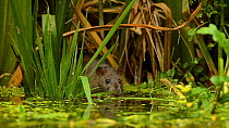 Water Vole (Arvicola amphibius) swimming away from Brown rat (Rattus norvegicus) emerging from reeds, Kent, England, UK, July