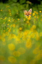 Red Fox (Vulpes vulpes) in meadow of buttercups. Derbyshire, UK, June. British Wildlife Photographer of the Year (BWPA) competition 2012, 'Outdoor Photography editor's choice' category. (Non-ex)
