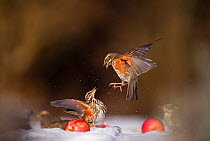 Redwings (Turdus iliacus) squabbling over an apple in snow. Derbyshire, UK, February. British Wildlife Photographer of the Year (BWPA) competition 2012, 'Animal Behaviour' category. (Non-ex) Winner of...