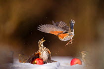 Redwing (Turdus iliacus) protecting a windfall apple from another bird. Derbyshire, UK, February. (Non-ex)