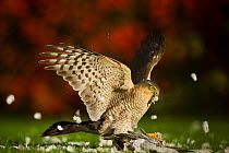 Sparrowhawk (Accipiter nisus) adult killing and plucking feathers from collared dove. Derbyshire, UK, November. British Wildlife Photographer of the Year (BWPA) competition 2012, 'Animal Behaviour' ca...