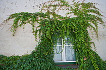Window with Virginia creeper vine growing around frame, Woesendorf, Wachau, Lower Austria, Austria