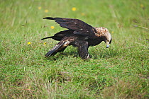 Imperial eagle (Aquila heliaca) on ground, Marchauen, Lower Austria, Austria, controlled conditions