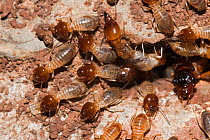 Termites (Isoptera) coming out of mound, Hidden Valley, KwaZulu-Natal, South Africa