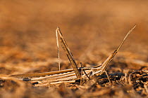 Short-horned grasshopper (Truxalis burtti) KwaZulu-Natal, South Africa