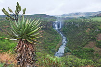 Mooi River Falls with (Aloe sp) in foreground, Hidden Valley, KwaZulu-Natal, South Africa, October 2006