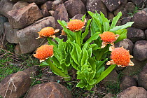 Blood lily (Scadoxus puniceus) Hidden Valley, KwaZulu-Natal, South Africa