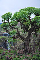 Common Cabbage tree (Cussonia spicata) at Mooi River Fall, KwaZulu-Natal, South Africa