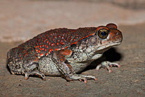 Red toad (Schismaderma carens) Hidden Valley near Mooi river, KwaZulu-Natal, South Africa