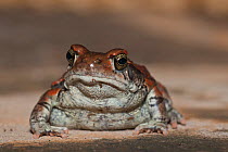 Red toad (Schismaderma carens), Hidden Valley near Mooi river, KwaZulu-Natal, South Africa