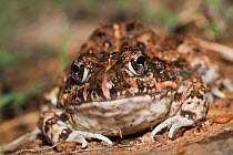 Tremolo / Common Sand Frog (Tomopterna cryptotus), Hidden Valley, KwaZulu-Natal, South Africa