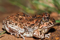 Tremolo / Common Sand Frog (Tomopterna cryptotus) , Hidden Valley, KwaZulu-Natal, South Africa