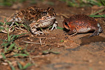 Tremolo / Common Sand Frog ( Tomopterna cryptotus) juvenile, left, with Bushveld Rain Frog (Breviceps adspersus) juvenile, right, puffed up in defence, Hidden Valley, KwaZulu-Natal, South Africa