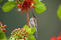 Greater Double collared sunbird (Nectarinia afra), female feeding from Natal Bottle Brush (Greyia sutherlandii) Hidden Valley, KwaZulu-Natal, South Africa, October