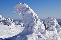 Norway Spruce tree (Picea albies) covered in thick snow, Brocken, Hochharz National Park, Harz, Saxony-Anhalt, Germany