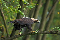 Imperial eagle (Aquila heliaca) perched in a tree, Marchauen, Lower Austria, Austria, controlled conditions