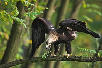 Imperial eagle (Aquila heliaca) perched in a tree, calling and preparing to take off, Marchauen, Lower Austria, Austria, controlled conditions