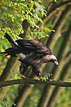 Imperial eagle (Aquila heliaca) walking along branch in a tree, Marchauen, Lower Austria, Austria, controlled conditions