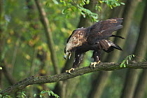 Imperial eagle (Aquila heliaca) in a tree, calling and preparing to take off, Marchauen, Lower Austria, Austria, controlled conditions
