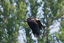 Imperial eagle (Aquila heliaca) in flight, Marchauen, Lower Austria, Austria, controlled conditions