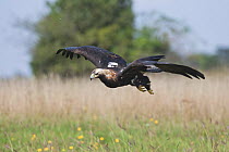 Imperial eagle (Aquila heliaca) flying low over ground, Marchauen, Lower Austria, Austria, controlled conditions
