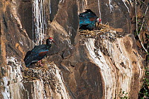 Southern Bald ibis (Geronticus calvus) colony breeding on cliffs near Mooi River Falls, Hidden Valley, KwaZulu-Natal, South Africa, October